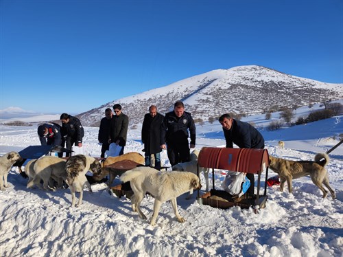 Sayın Kaymakamımız Mehmet Tığlı Köpek Köyünde Patili Dostlarımıza Mama Dağıttı